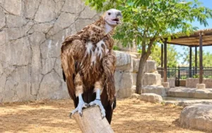 Birds and smaller animals
